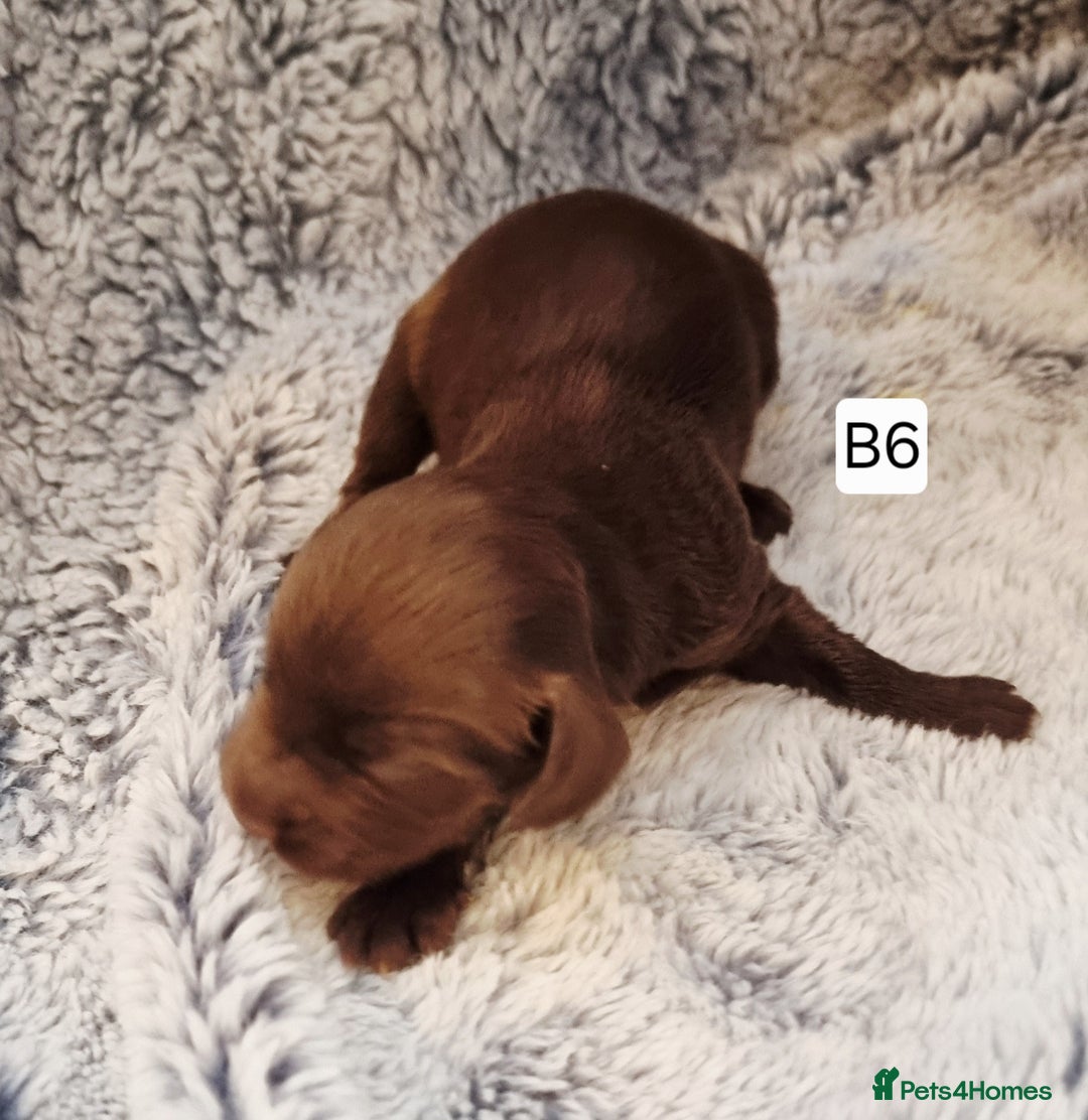 Cocker Spaniel dogs for sale: Stunning Working Cocker Spaniel Pups F1B  - Image 21