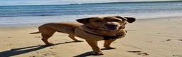 Labrador Retriever dogs for sale: Home needed for a 5 year old female Labrador  - Advert 2