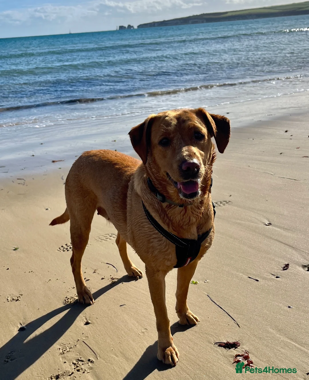 Labrador Retriever dogs for sale: Home needed for a 5 year old female Labrador  - Advert 2