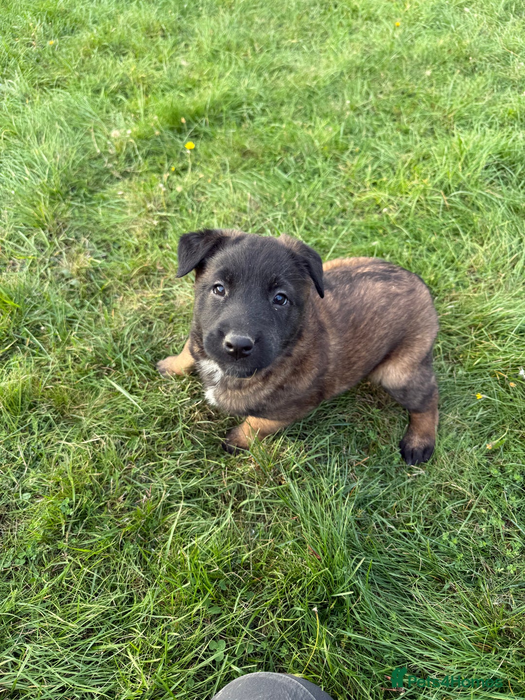 Belgian Shepherd Dog dogs for sale: Belgian malinois - Image 8