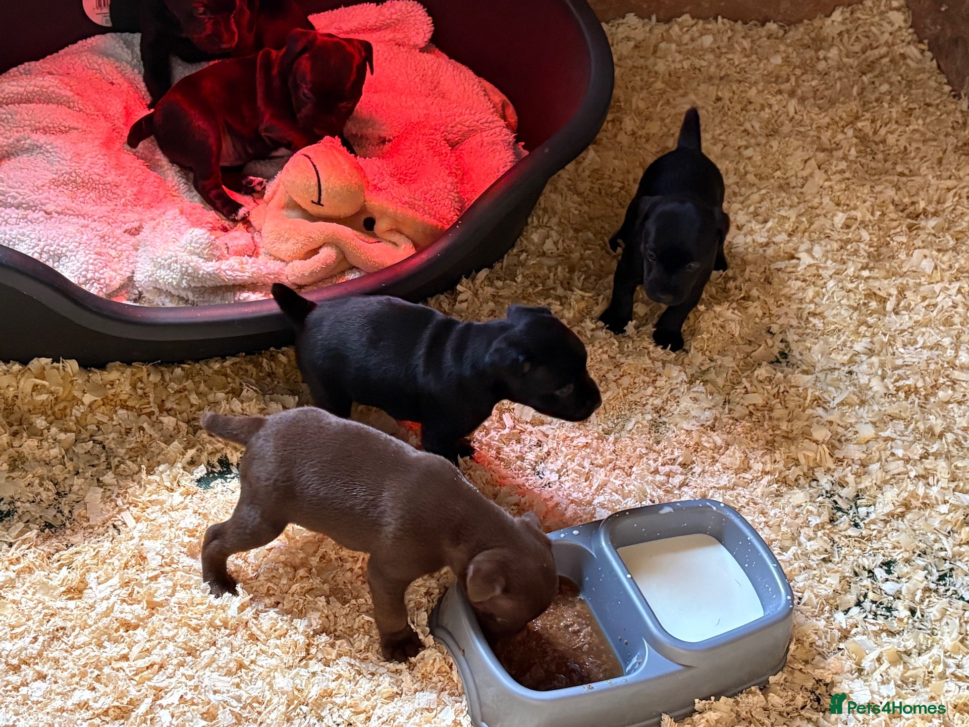 Patterdale Terrier dogs for sale: Fell terriers - Advert 4