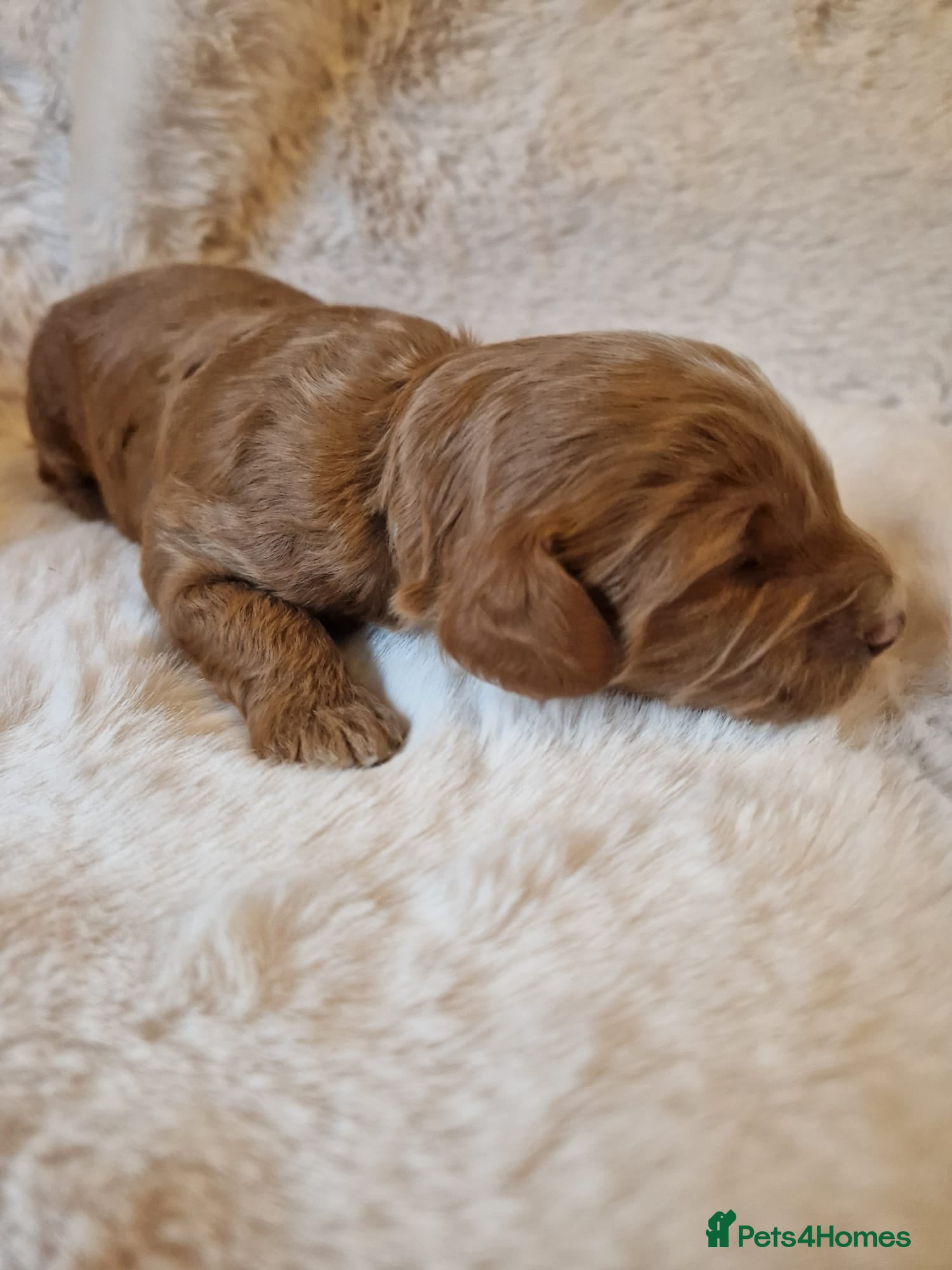 Cockapoo dogs ❤️‼️stunning fox red true miniature cockapoos ❤️‼️ - Advert 5