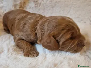 Cockapoo dogs ❤️‼️stunning fox red true miniature cockapoos ❤️‼️ - Advert 5