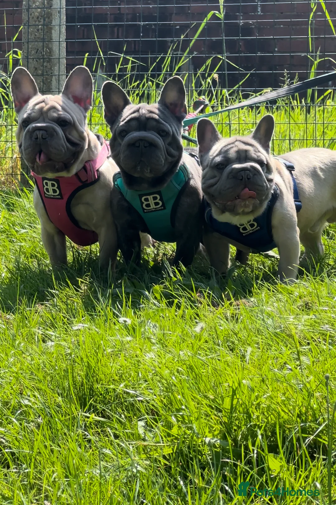 French Bulldog dogs for stud: HIGHEST QUALITY AVAILABLE  in London - Advert 5