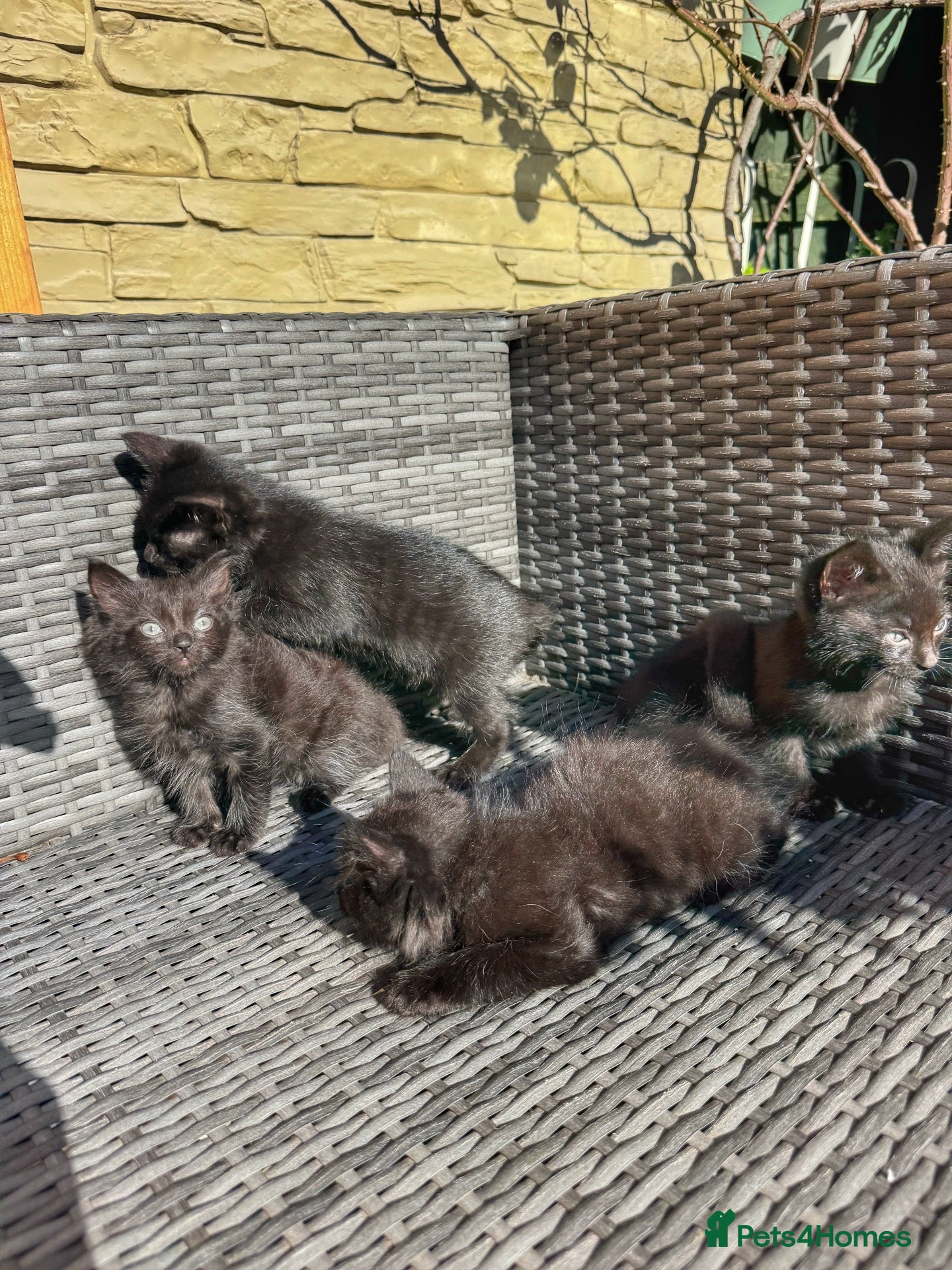 Mixed Breed cats ONLY 4 KITTENS LEFT. ADORABLE 6 KITTENS.READY NOW. - Advert 3