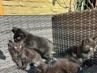 Mixed Breed cats ONLY 4 KITTENS LEFT. ADORABLE 6 KITTENS.READY NOW. - Advert 3