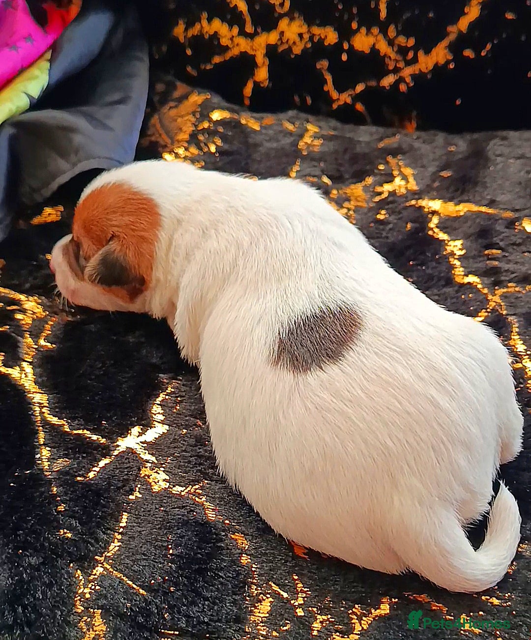 Jack Russell dogs for sale: 🤎🐶 Adorable Jack Russell Terrier Puppies✨ - Advert 9