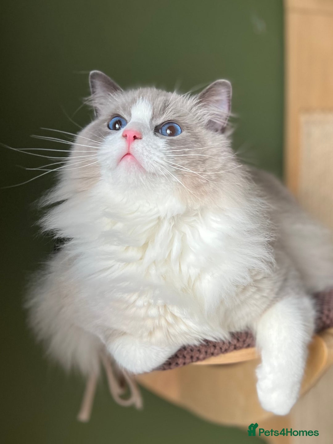 Ragdoll cats for sale: Amazing big ragdoll boy.  - Advert 11