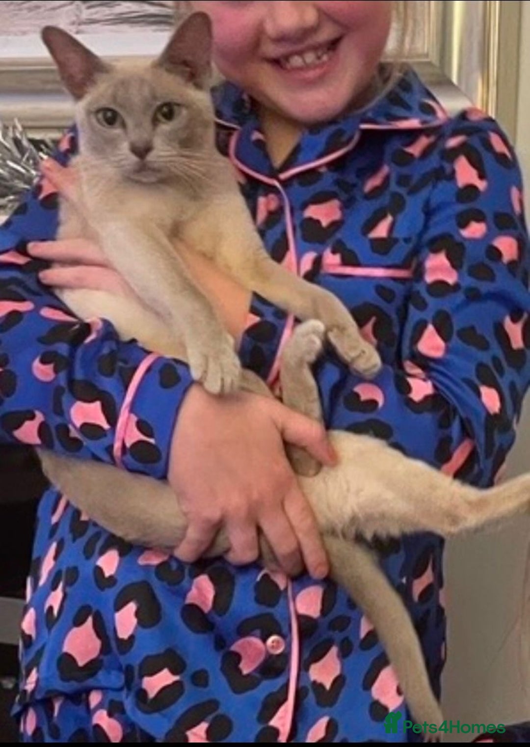 Burmese cats for sale: Exceptional Burmese Kittens  - Image 16