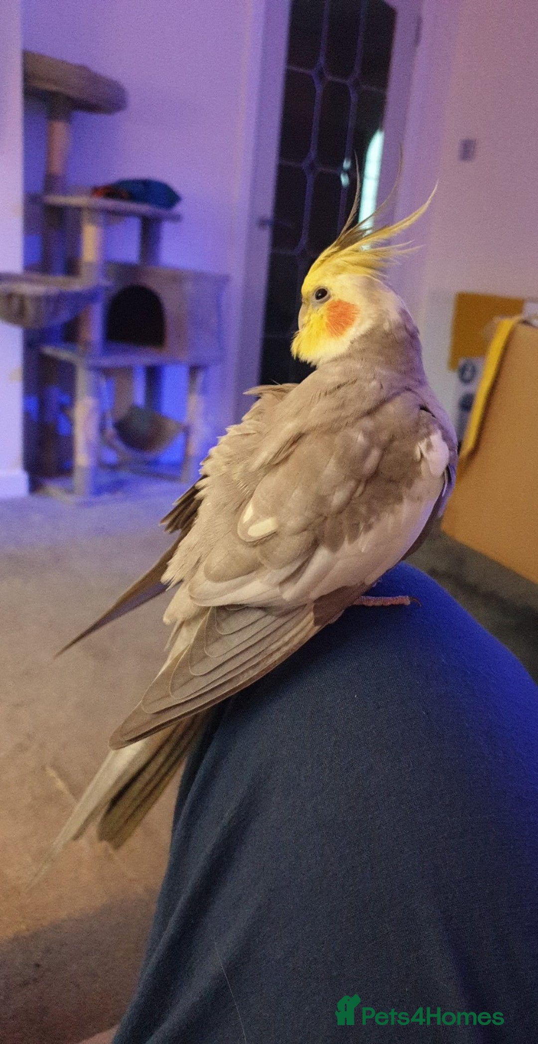 Cockatiels birds for sale: Hand reared male cinnamon cockateil  - Advert 2