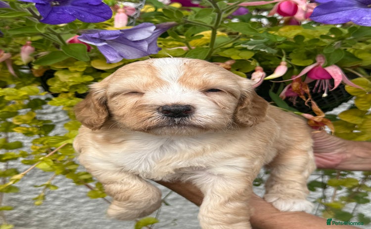 Cockapoo dogs - Advert 4