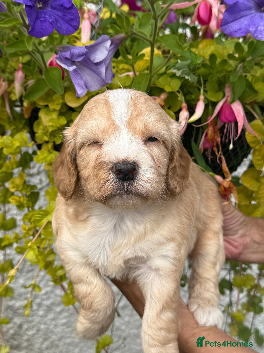 Cockapoo dogs for sale: Stunning F1 Cockapoos  - Image 1