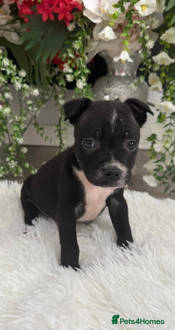 Staffordshire Bull Terrier dogs 6 stunning KC registered Staffy puppy’s  - Advert 15