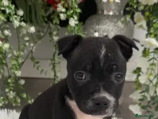 Staffordshire Bull Terrier dogs 6 stunning KC registered Staffy puppy’s - Advert 15