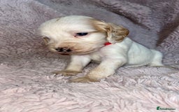 Cocker Spaniel dogs for sale: Stunning Cocker Spaniel Pups - Image 3
