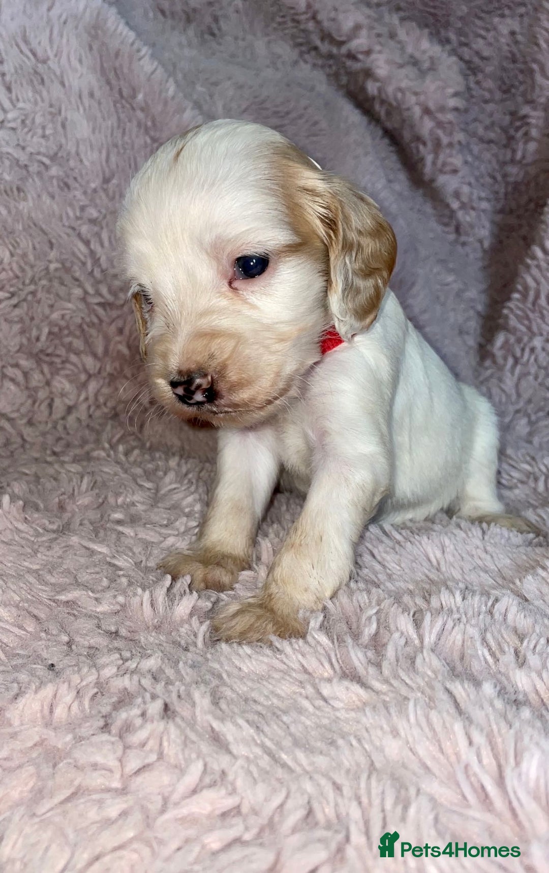 Cocker Spaniel dogs for sale: Stunning Cocker Spaniel Pups - Image 3