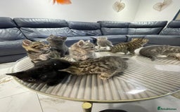 British Shorthair cats for sale: 9 British short hair kitten 2 different mother  - Image 1