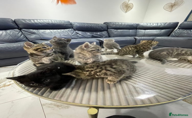 British Shorthair cats - Advert 8