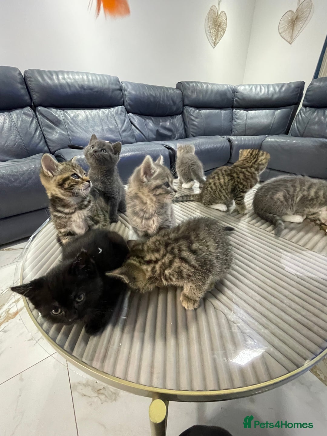 British Shorthair cats for sale: 9 British short hair kitten 2 different mother  - Image 1