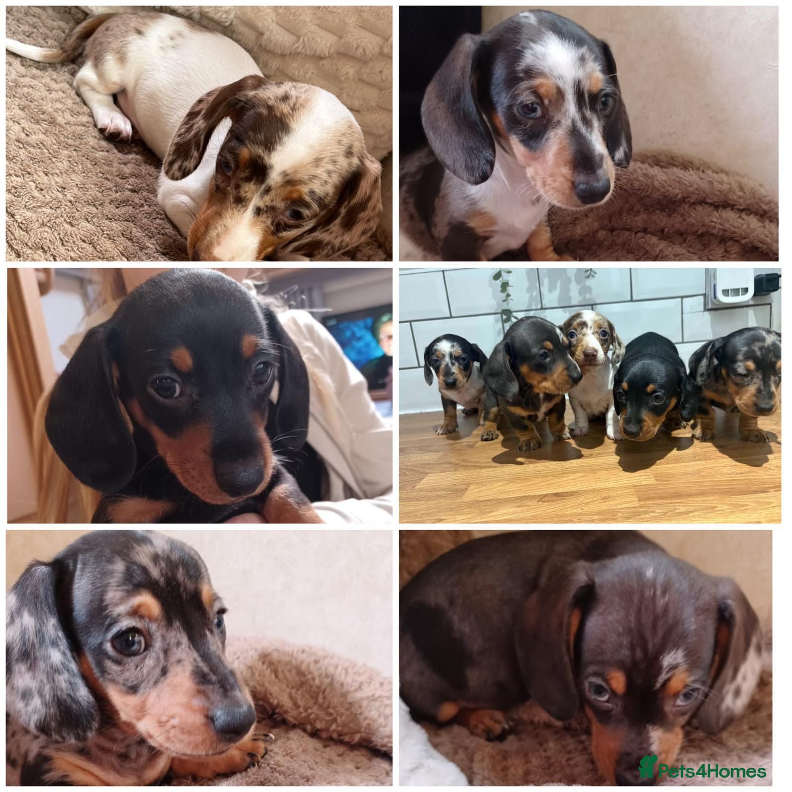 Dachshund dogs Available now 5 beautiful little dashuand puppies  - Advert 1