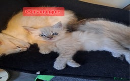 Mixed Breed cats for sale: Maine coon mix Girls💜 - Image 1