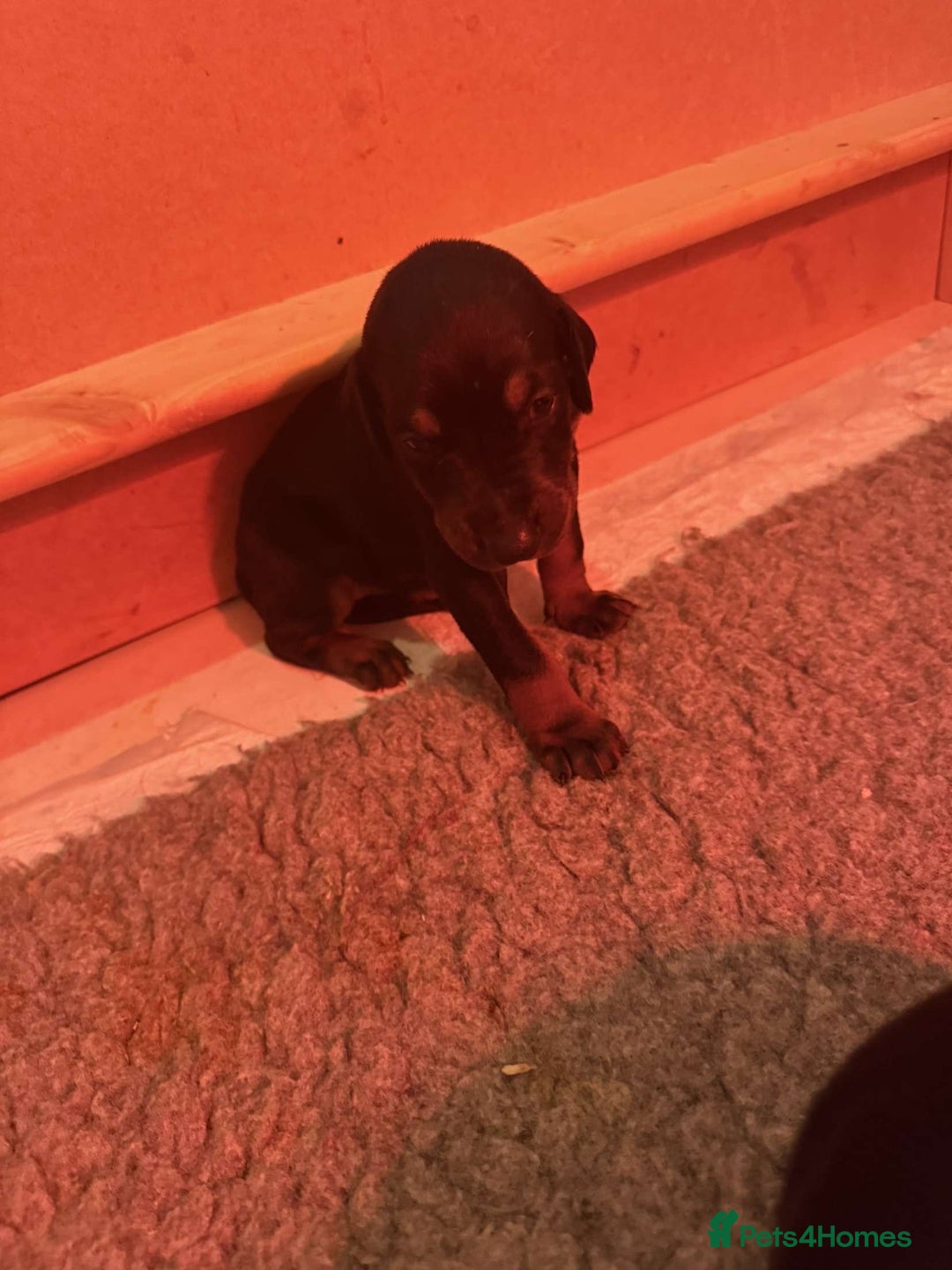 Dobermann dogs for sale: ⭐️DOBERMAN🐾PUPPIES⭐️🐶AVAILABLE🐾MID🐾SEPTEMBER🐶 - Image 20