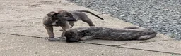 Irish Wolfhound dogs for sale: Irish Wolfhound Puppies  - Advert 18