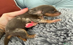 Miniature Dachshund dogs for sale: Long haired mini dachshund pups  - Image 7