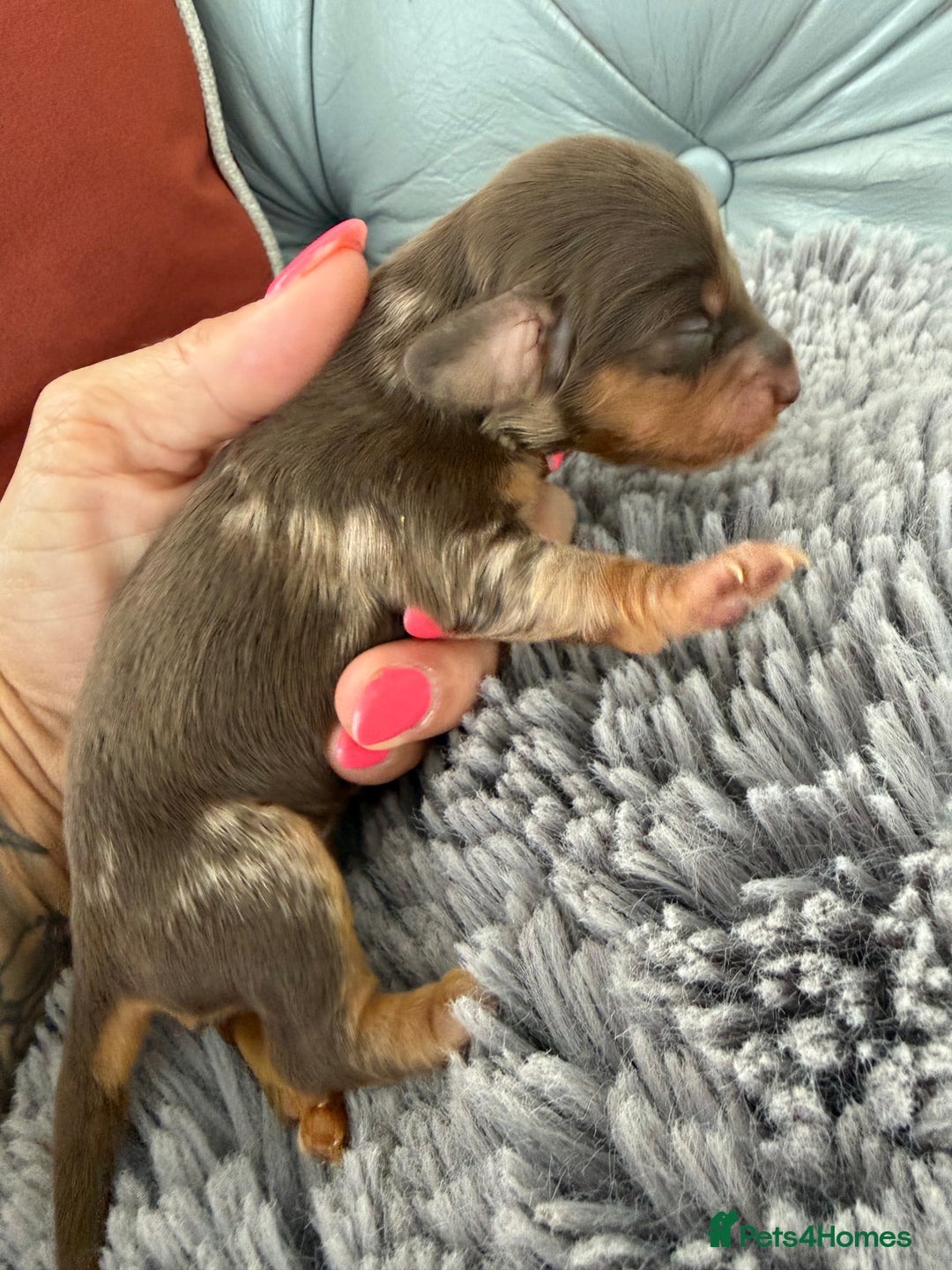 Miniature Dachshund dogs for sale: Long haired mini dachshund pups  - Image 7