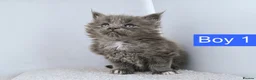 Maine Coon cats for sale: DNA health tested Maine coon kittens  - Advert 33
