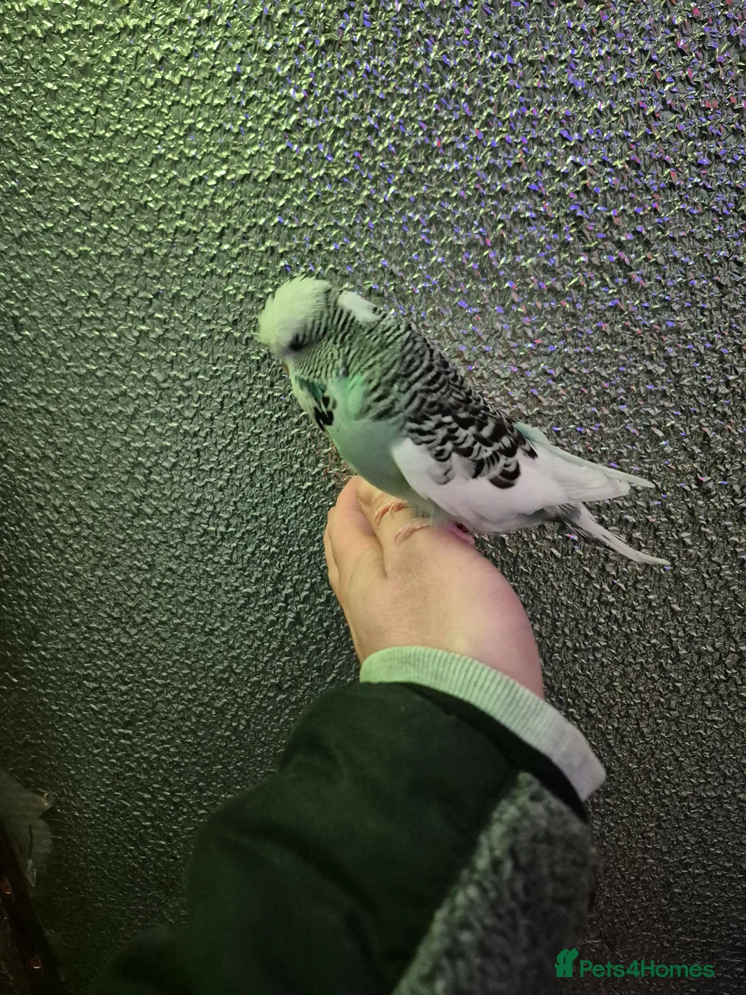 Budgerigars birds for sale: Baby Budgies, Adult Budgies, and Cockatiels  - Advert 24