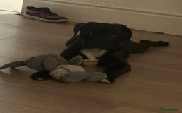 Mixed Breed dogs for sale: Staffi x rotti 15 weeks old - Image 2