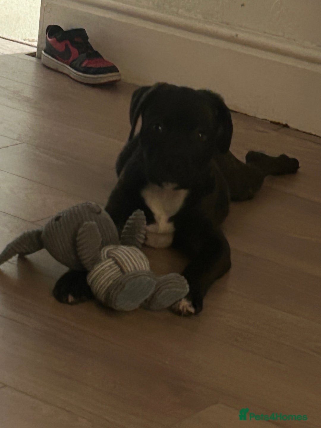 Mixed Breed dogs for sale: Staffi x rotti 15 weeks old - Image 2