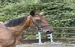 Belgian Warmblood horses for sale: Clarissa the super safe and sane  - Image 4