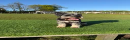 Miniature Schnauzer dogs for stud: Handsome miniature schnauzer for stud in Mauchline - Advert 16