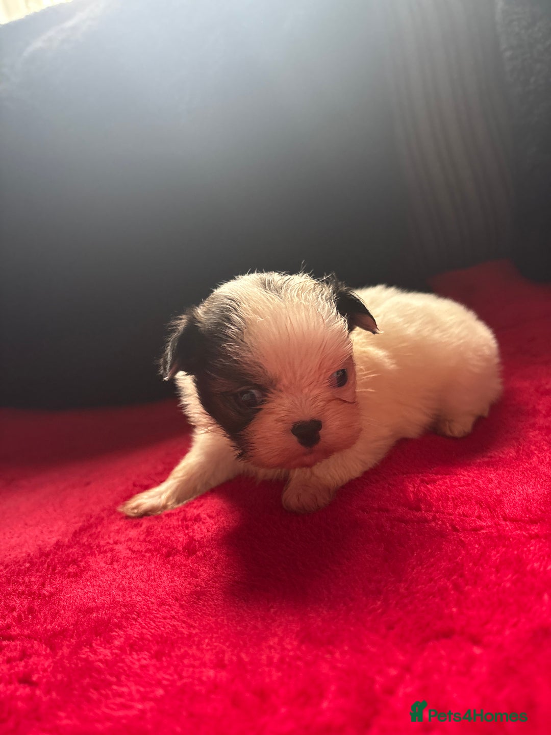 Mixed Breed dogs for sale: Shihtzu puppy’s  - Advert 4