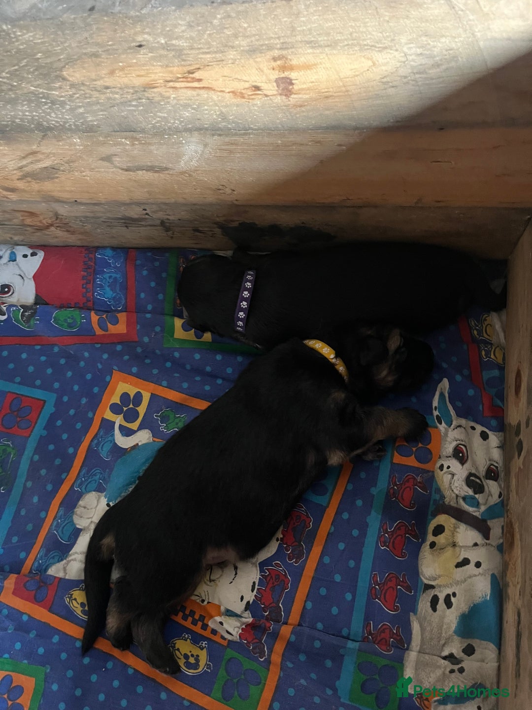 German Shepherd dogs for sale: German shepherd puppies  - Image 25