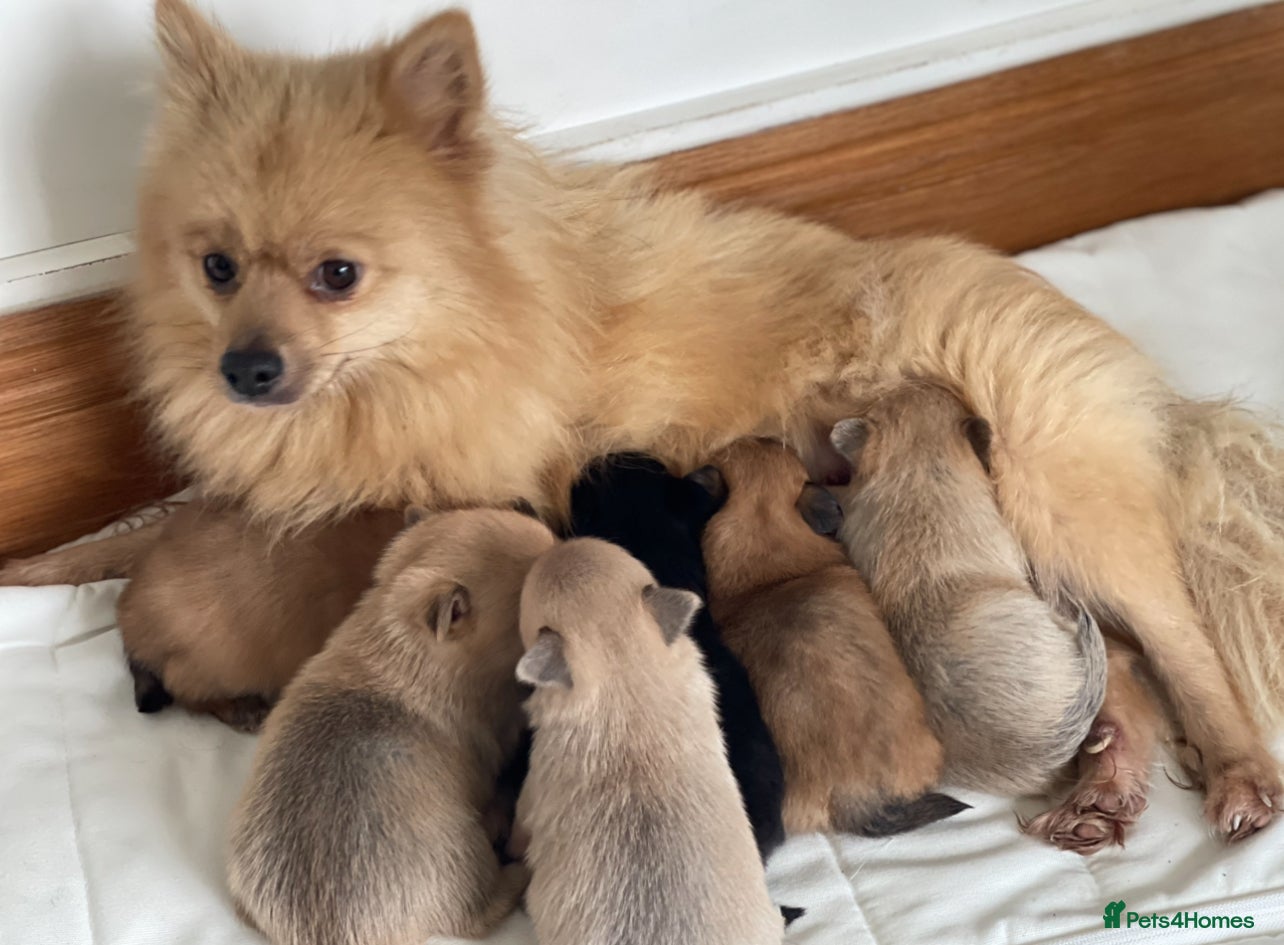 Pomeranian dogs Stunning Pomeranian puppies  in Liverpool - Advert 11
