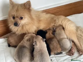 Pomeranian dogs Stunning Pomeranian puppies in Liverpool - Advert 11