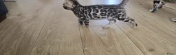 Bengal cats for sale: Beautiful boy bengal  in Tadworth - Advert 6