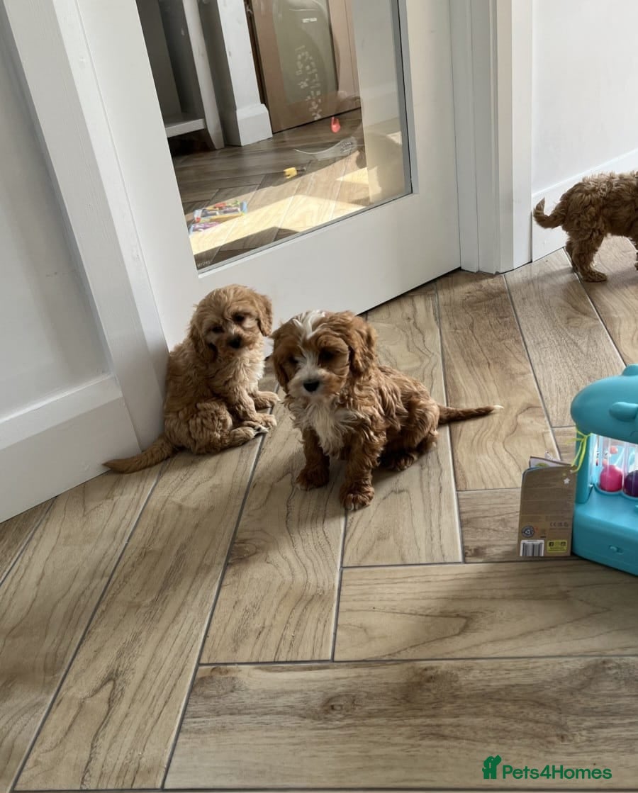 Cavapoo dogs STUNNING RED CAVAPOO PUPPIES AVAILABLE  - Advert 3