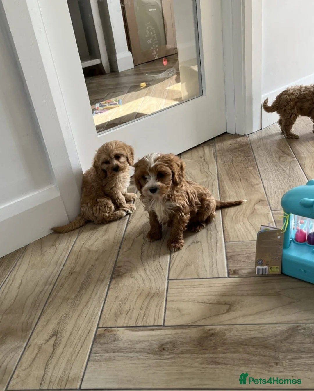 Cavapoo dogs for sale: STUNNING RED CAVAPOO PUPPIES AVAILABLE  in Ashton-under-Lyne - Advert 1