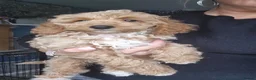 Cockapoo dogs for sale: X3 F1b cockapoo  - Advert 4