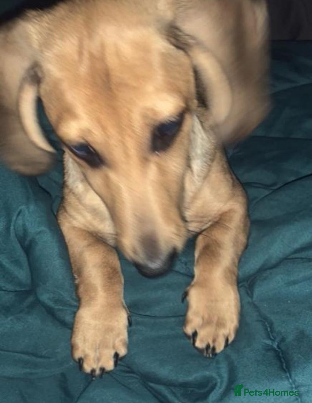 Miniature Dachshund dogs for sale: Kevin needs a new home  - Image 5