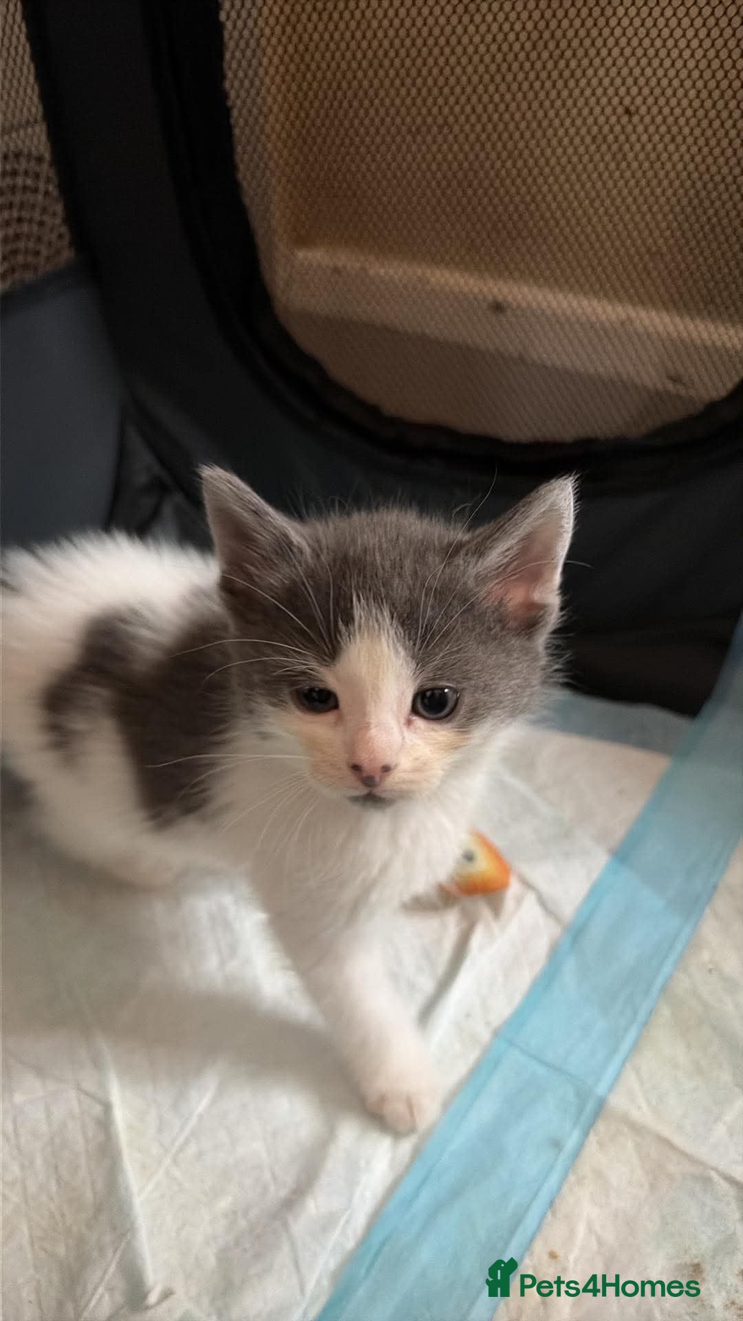 Mixed Breed cats Mixed breed kittens  - Advert 6