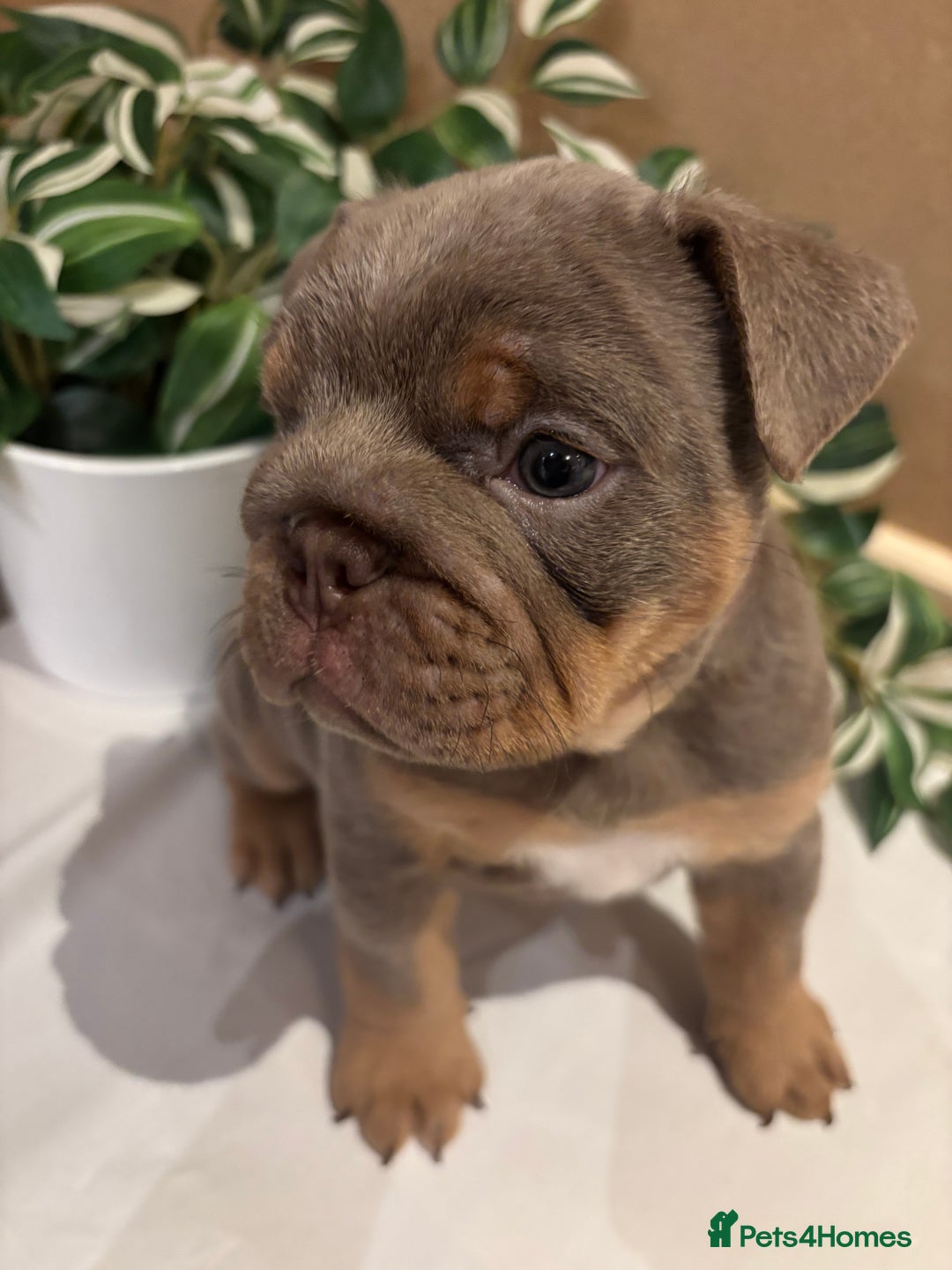 English Bulldog dogs for sale: Bulldog Puppies Champion bloodlines - Advert 10
