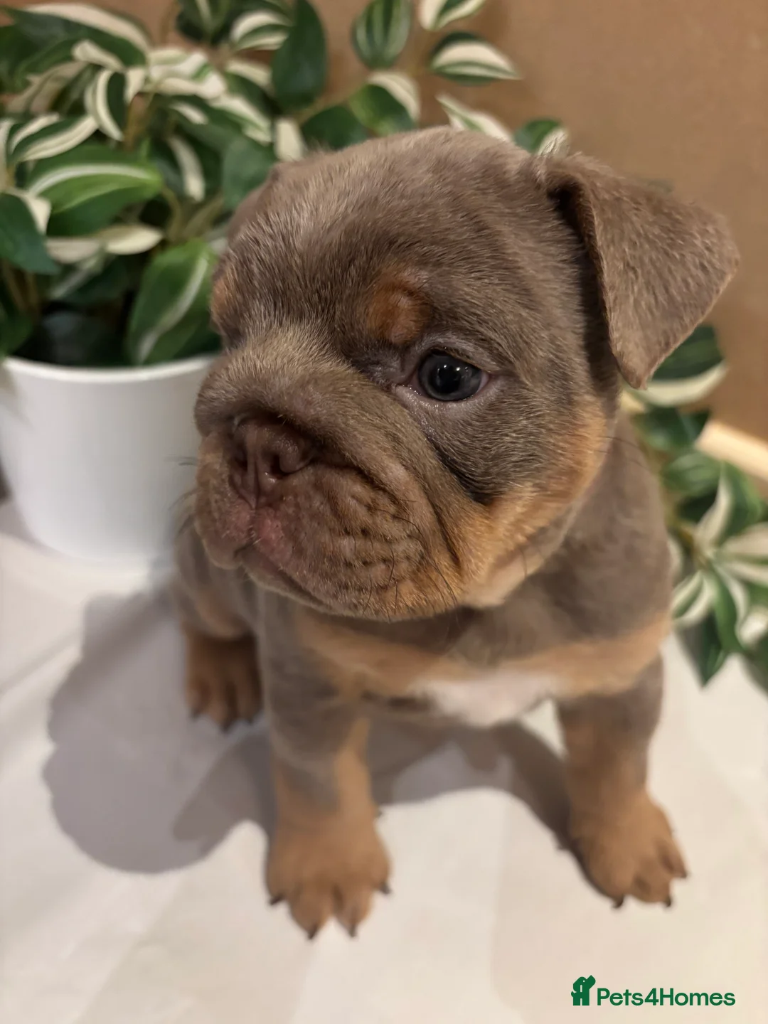 English Bulldog dogs for sale: Bulldog Puppies Champion bloodlines - Advert 15