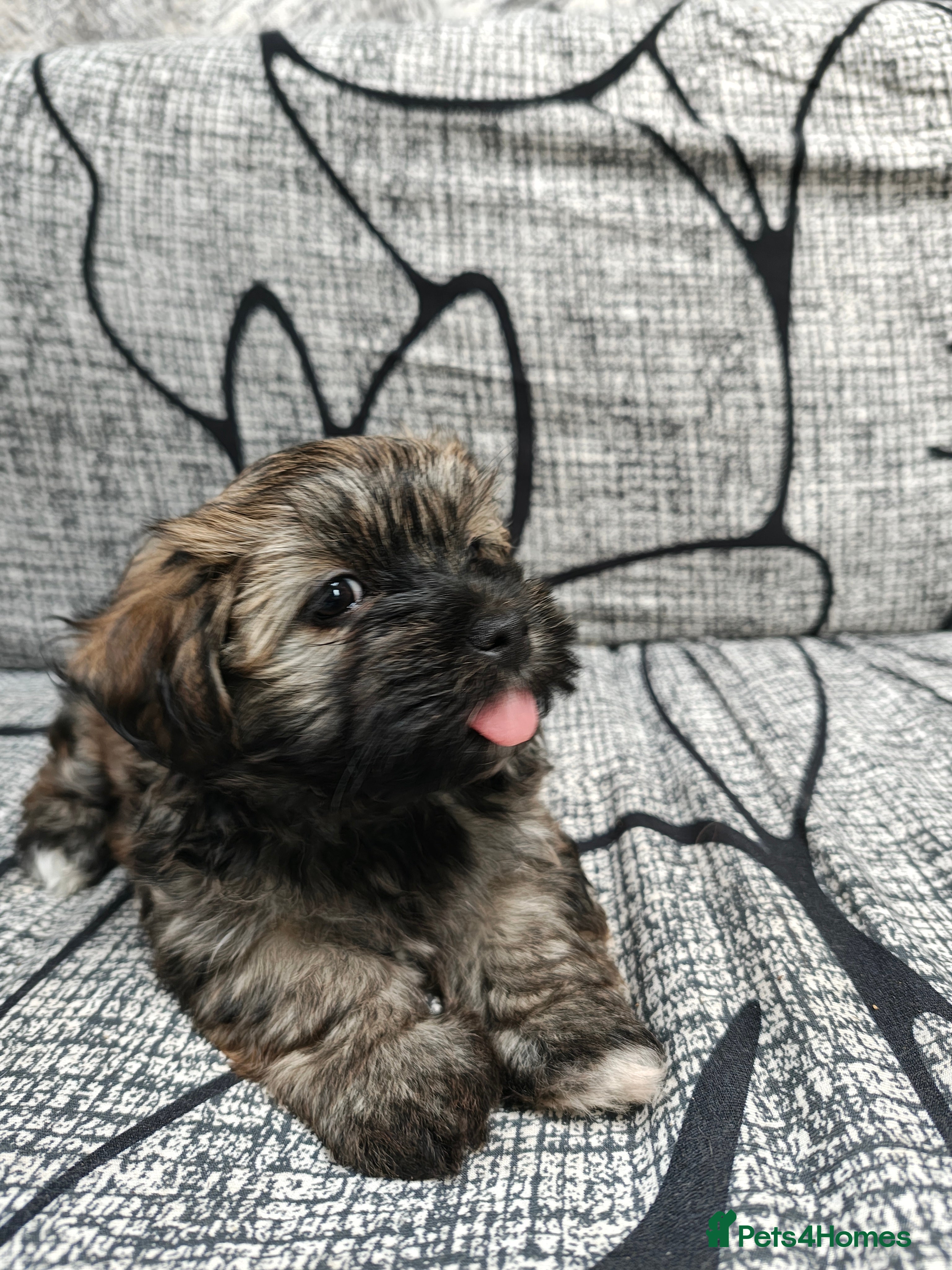 Havanese dogs Very rare color Havanese puppy) - Advert 2