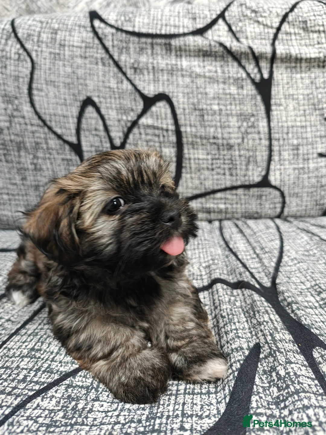 Havanese dogs for sale: Very rare color Havanese puppy) - Advert 2