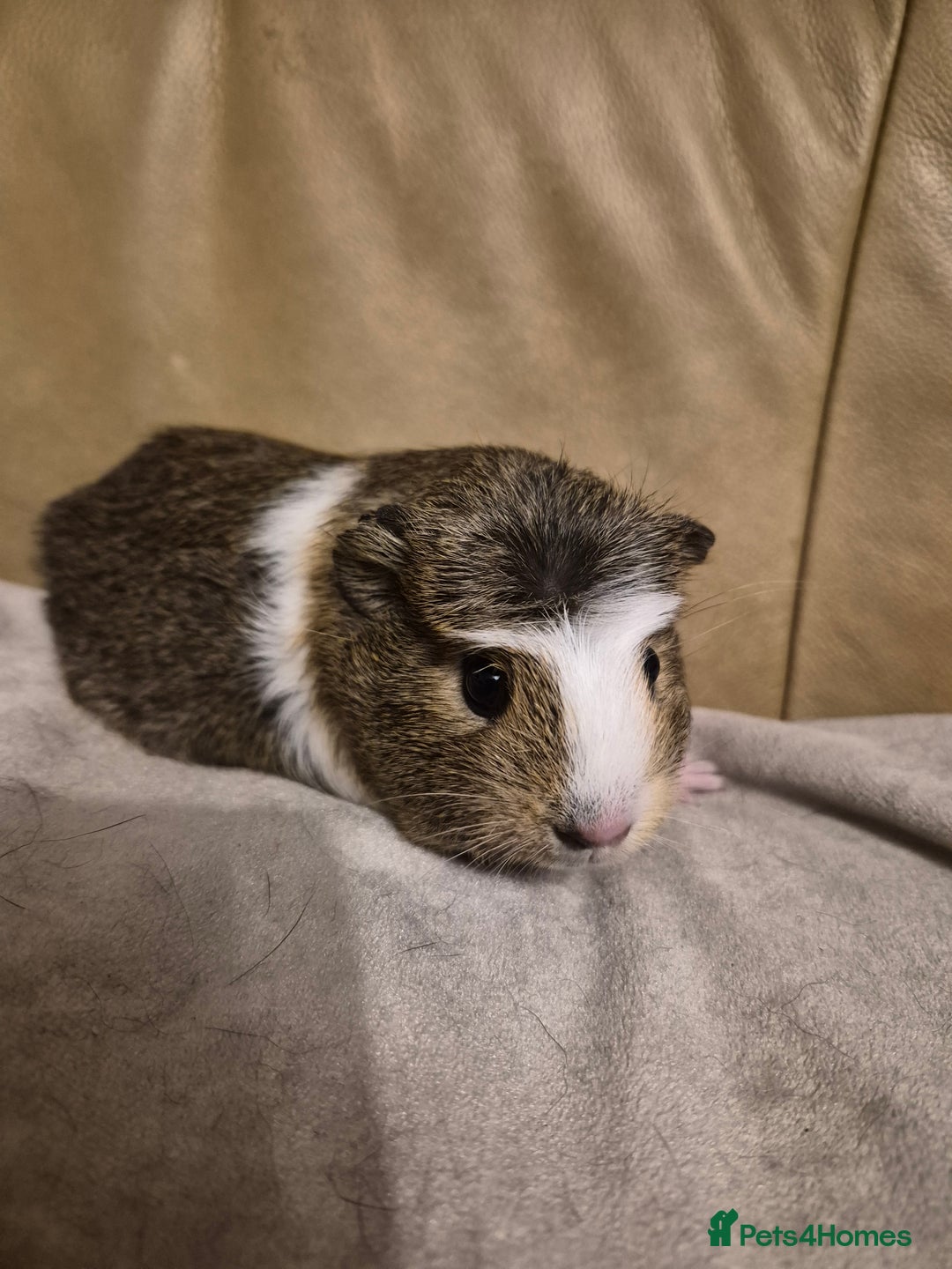 Guinea Pig rodents for sale: 5 Adorable Female Baby Guinea Pigs - Advert 6